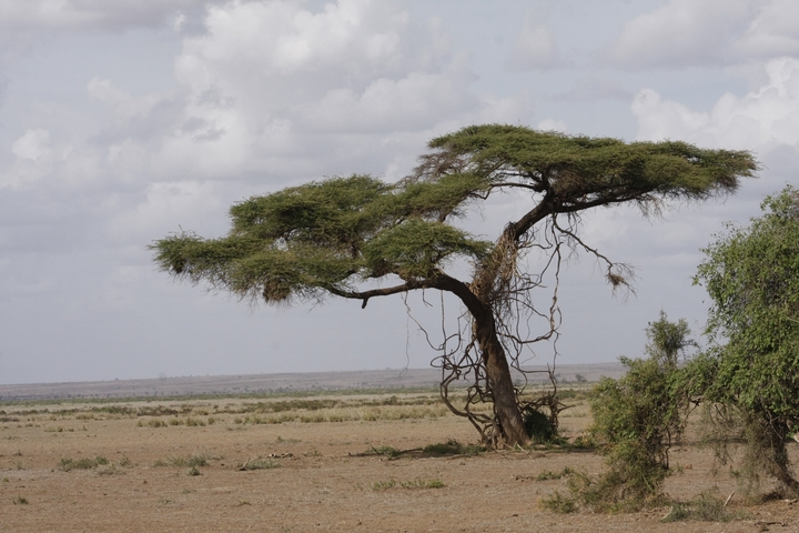 A lone acacia tree in a dry landscape.