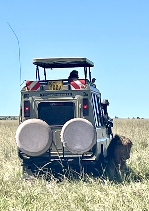 Safari vehicle driving through grasslands.