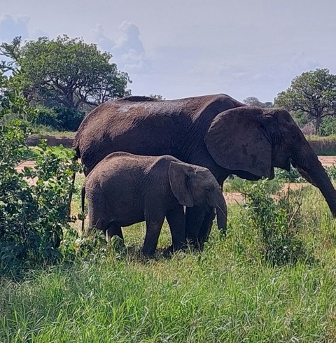 Adult elephant with a calf in a grassy setting.