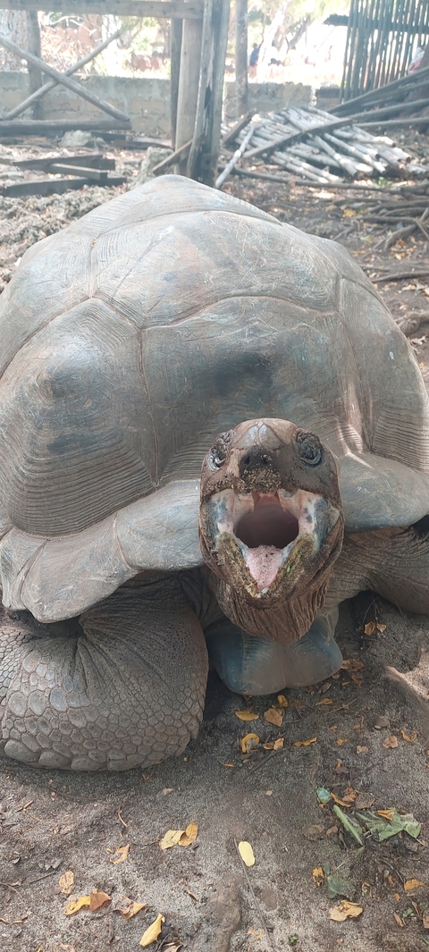 Close-up of a tortoise with its mouth open.