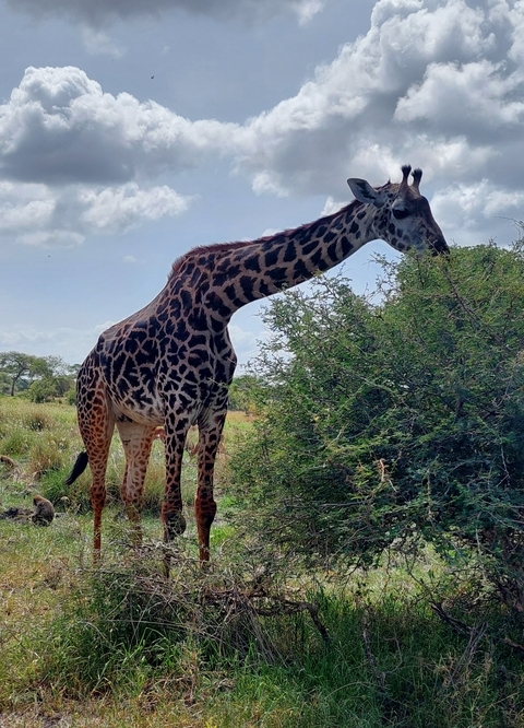 Giraffe eating from a tree in a grassy field.