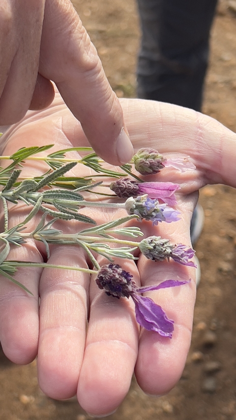Close-up of lavender flowers in hand.
