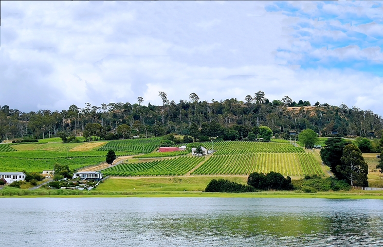Vineyards and hilly landscape near a lake.