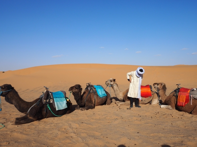 Camels resting on sand dunes with person in traditional clothing.