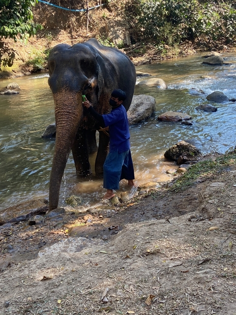 Person washing an elephant by a river.