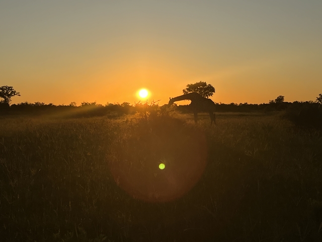 Giraffe silhouetted against the sunset.
