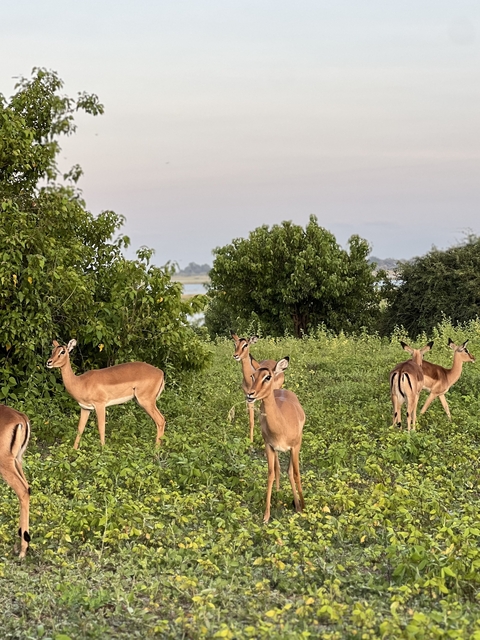 Herd of antelopes in a lush green area.
