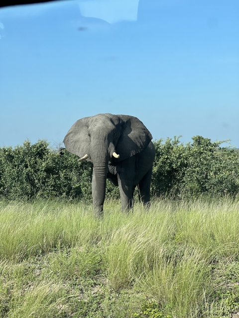 Elephant standing in a grassy plain.