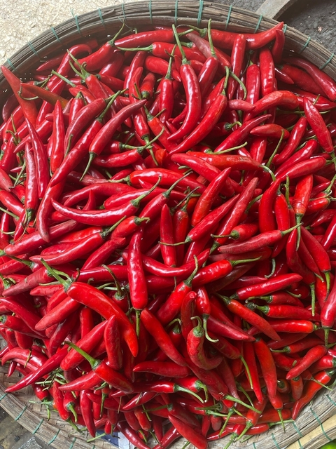 A pile of fresh red chili peppers.