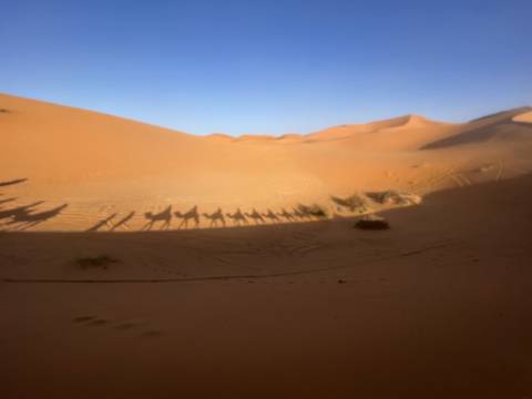 A line of camel shadows cast on desert dunes.