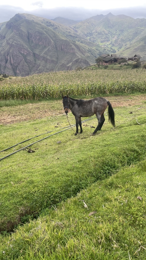 Horse standing in a grassy field.