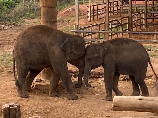 Two baby elephants nuzzling each other.