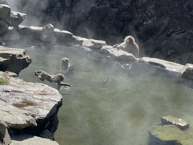 Snow monkeys bathing in a hot spring surrounded by rocky terrain.
