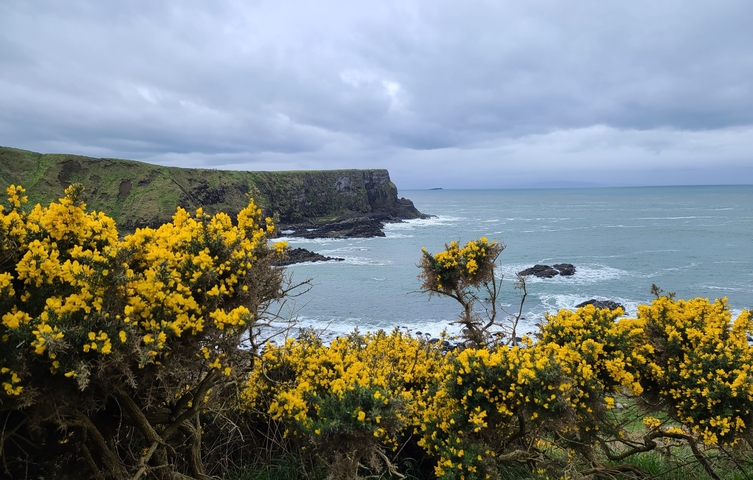 Coastal landscape with yellow flowers and cliffs.
