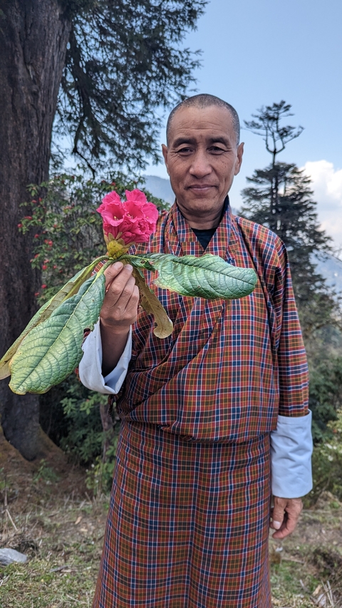 Person holding a pink flower against a forest backdrop.