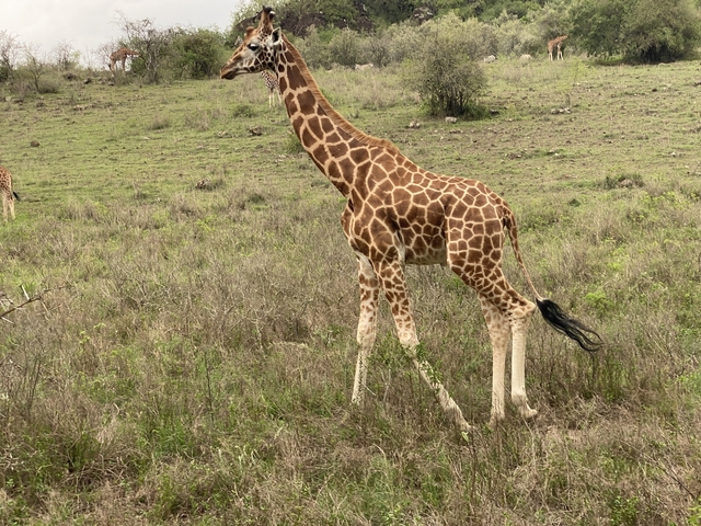 Giraffe walking in a field.