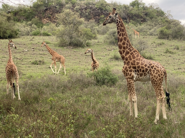 Several giraffes walking in open grassland.