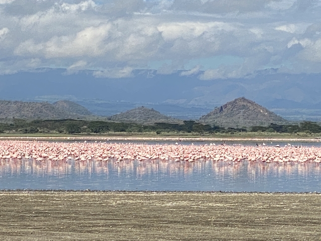Flock of flamingos on a lake with mountains in the background.