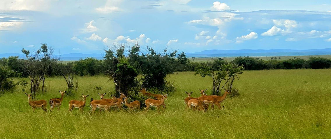 Herd of impalas in a grassy savannah.