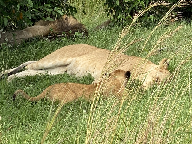 Lioness and cub resting in the grass.