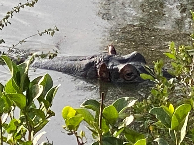 Hippopotamus partially submerged in water.