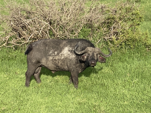 Buffalo standing on green grass.