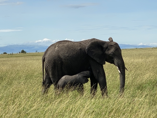 Elephant with calf in a grassy field.