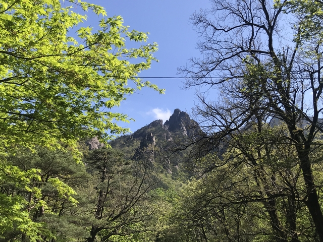 Mountain range with clear skies and surrounding trees.