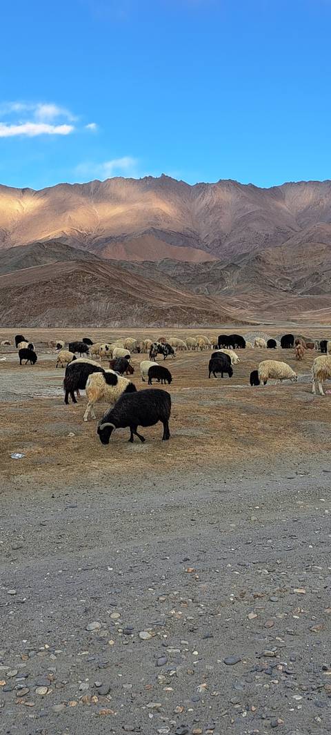 Herd of yaks walking along a barren landscape.