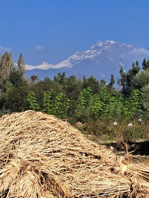 A landscape with straw stacks, trees, and a mountain backdrop.