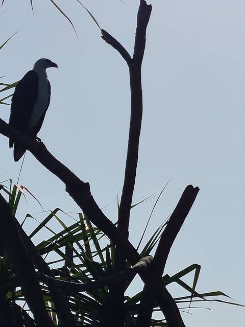 Overexposed branches with a bird silhouette.