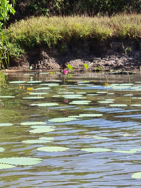 Lily pad with flower floating on pond.