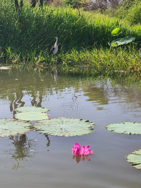 Water with pink lotus flowers and lush greenery.