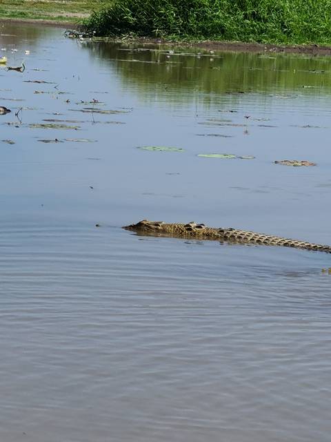 Crocodile in water with vegetation on shore.