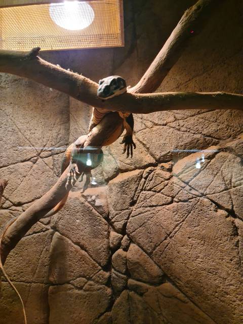 Lizard climbing a tree branch inside an enclosure.