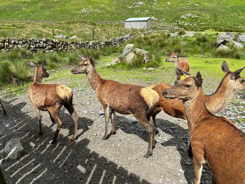 A group of deer in a rocky, grassy area.