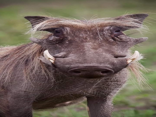 Close-up of a warthog facing the camera.