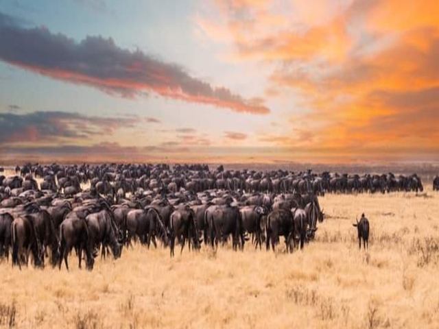 Large group of wildebeest under a vibrant sunset.