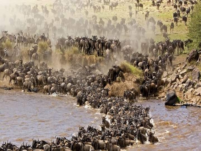 Wildebeest crossing a river during a migration.