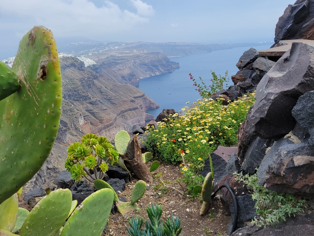 Flowers and cactus with a view of caldera