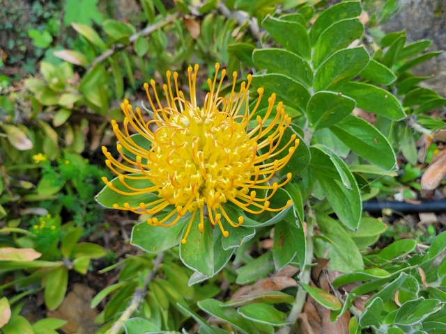 Close-up of a vibrant yellow flower