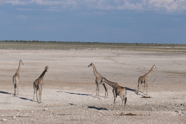 Giraffes standing in an open barren landscape.
