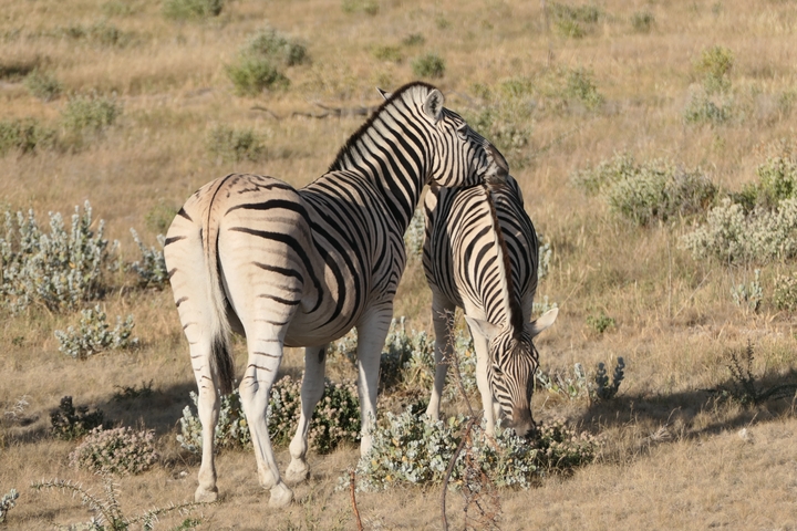 Two zebras grazing in the grass.