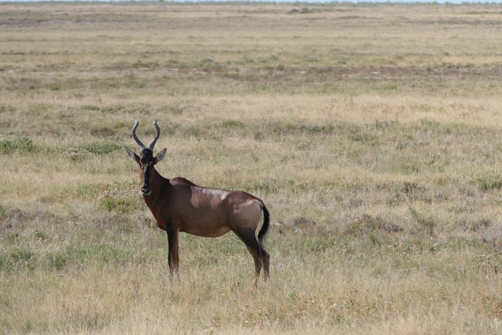 A lone antelope standing in a grass field.