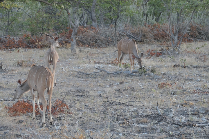Three antelopes grazing in a dry landscape.