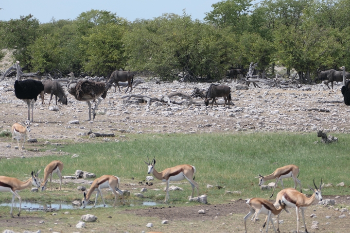 Various animals including ostriches and antelopes grazing.