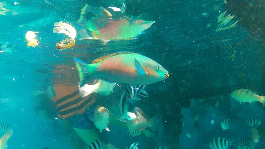 Colorful fish swimming underwater.