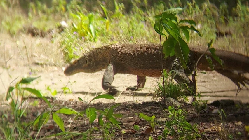 Komodo dragon walking through grass.