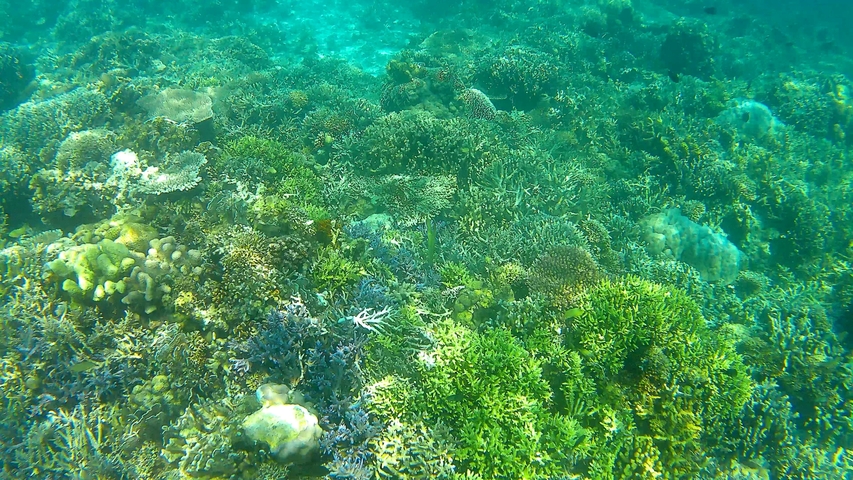 Underwater view of coral reef.