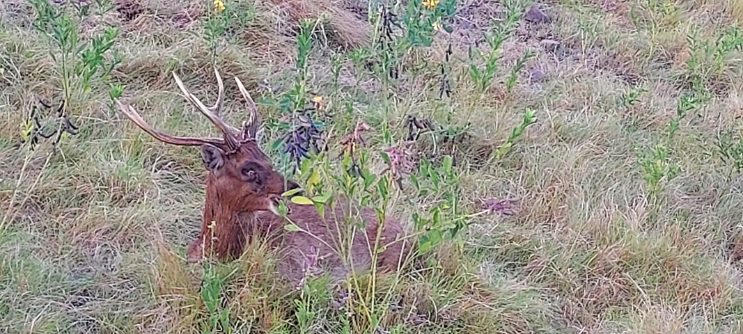 Deer resting in tall grass.